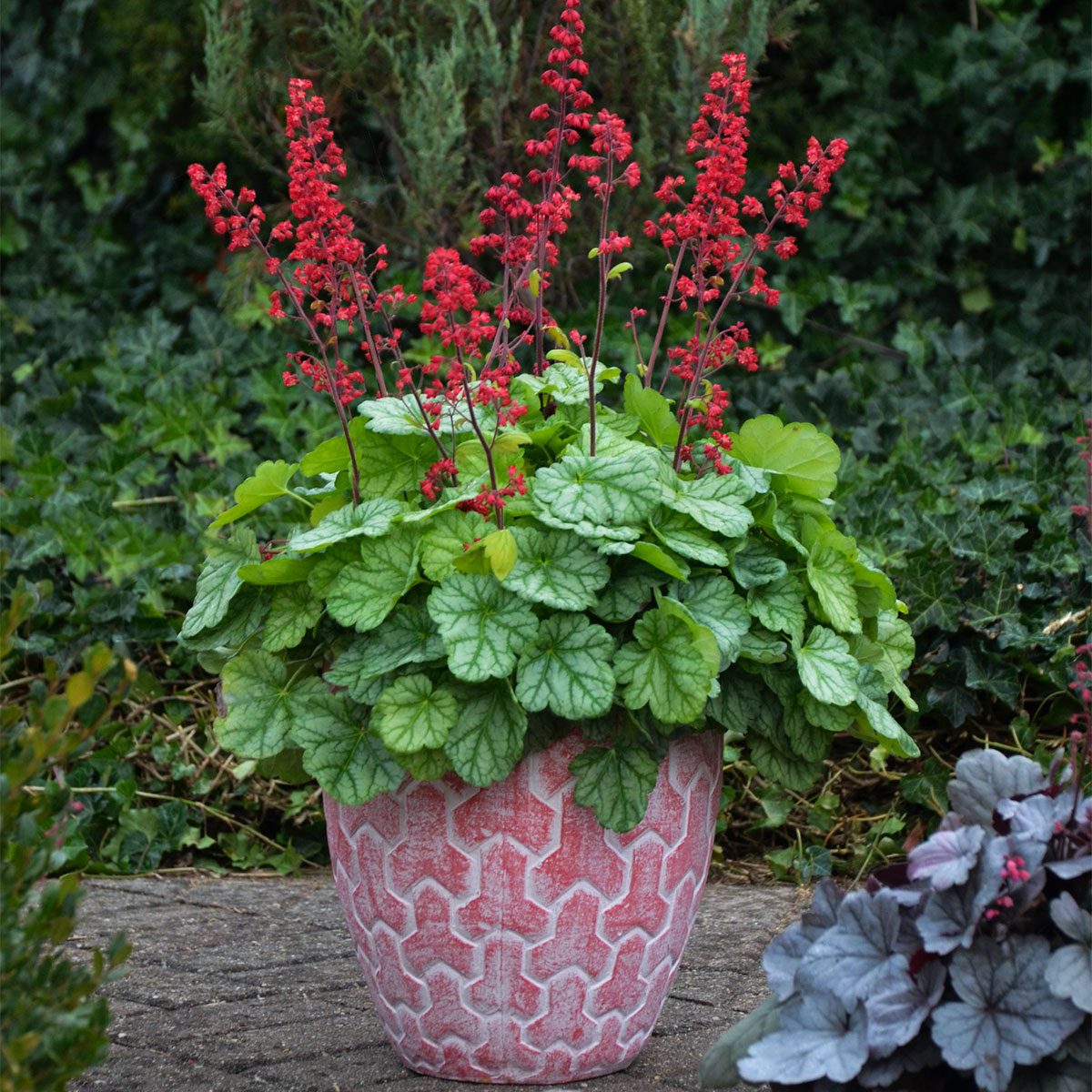 'Pretty Pistachio' and 'Appletini' Coralbells