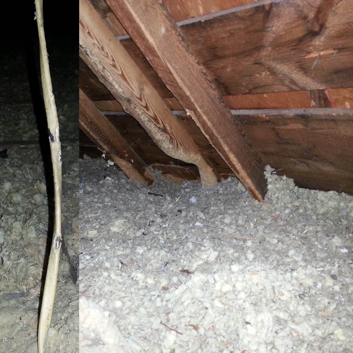 Beaver in the Attic!