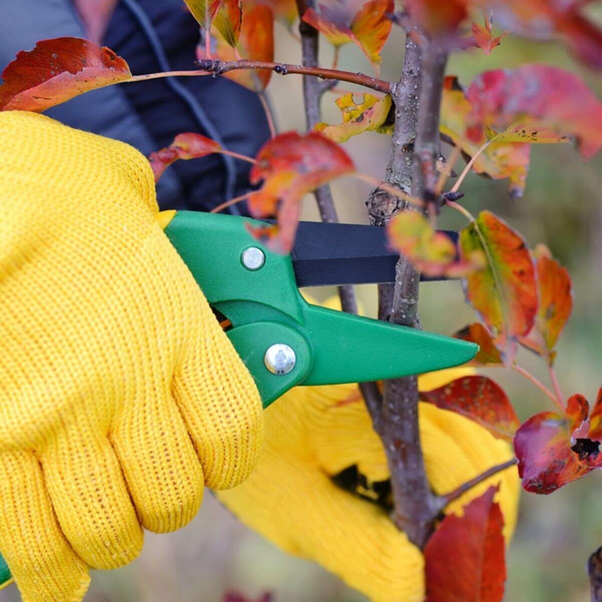 Trim Trees and Shrubs