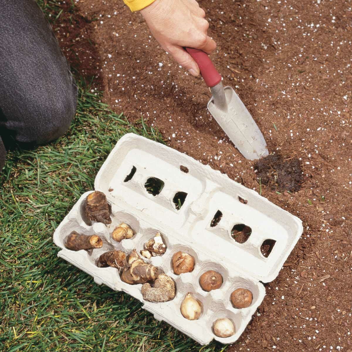 FH01SEP_02408_015 egg carton flower bulb storage solution
