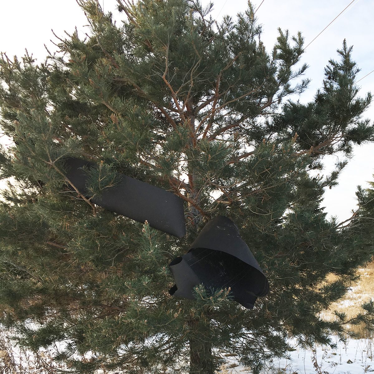 A black rubber sheet hangs from a pine tree, swaying gently among the branches in a winter landscape with snow on the ground.