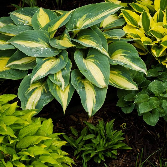 Hosta shrub shade garden plants multi colored leaf plants