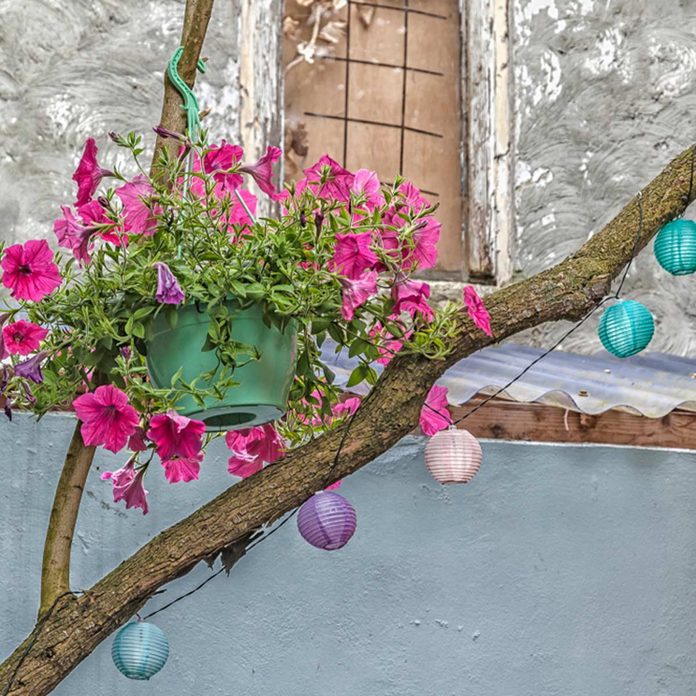 hanging basket