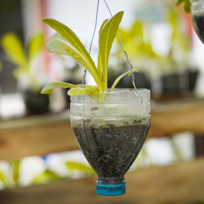 water bottle plant