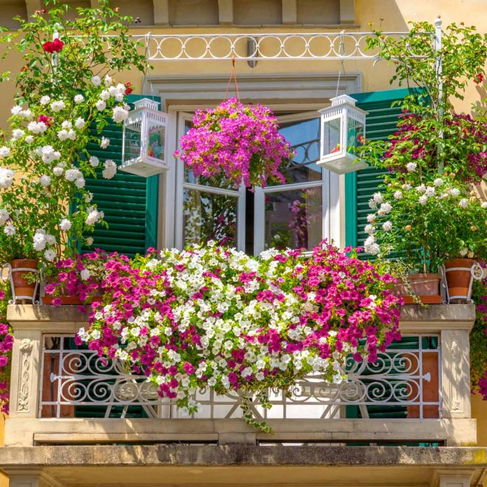 flowers deck rail plant hangers