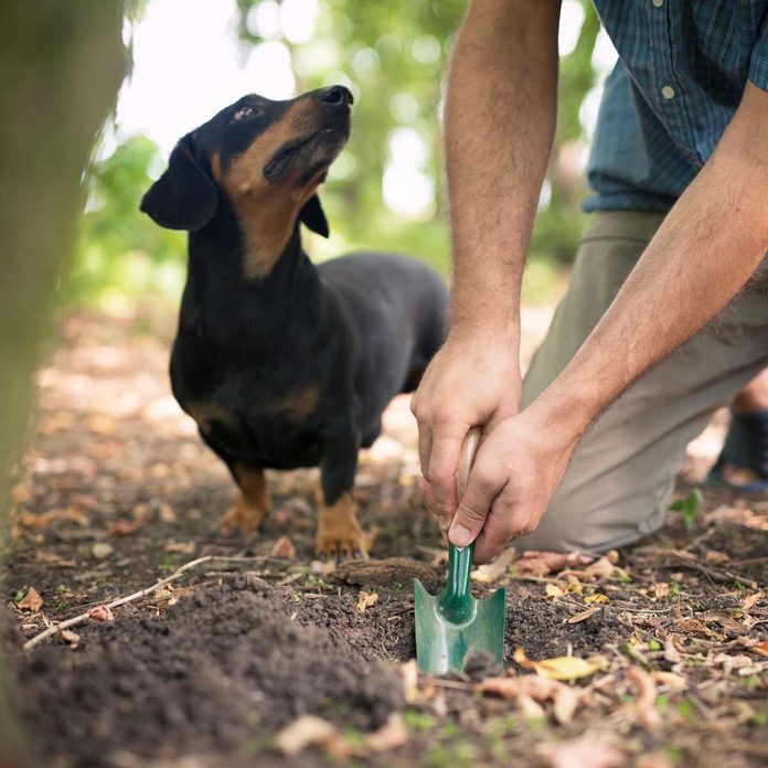Bury Dog Poop