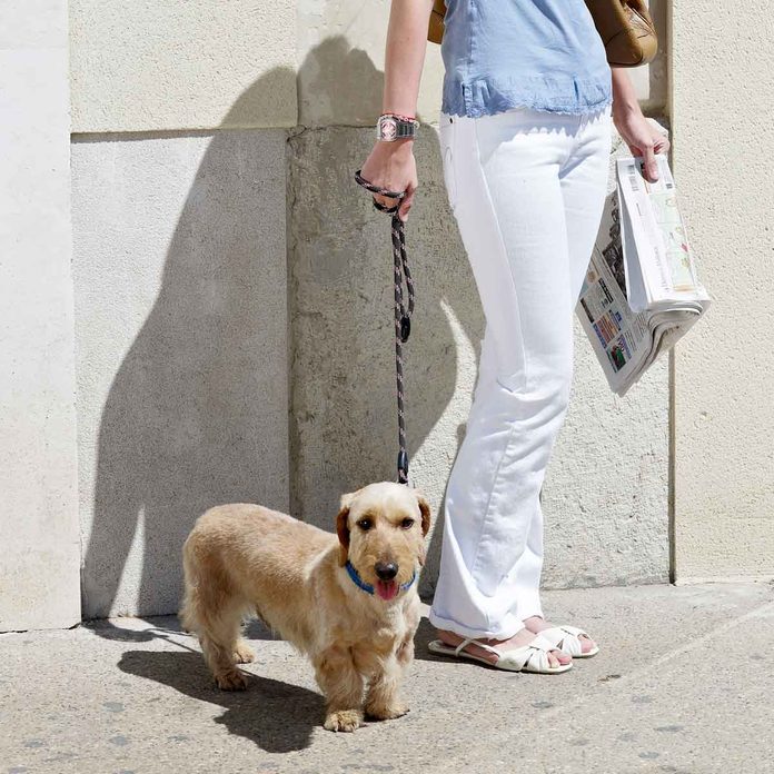 Dog Newspaper