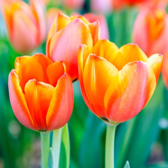 Tulip