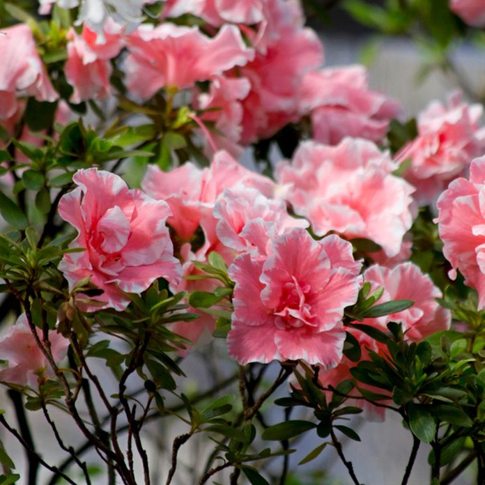 Azalea