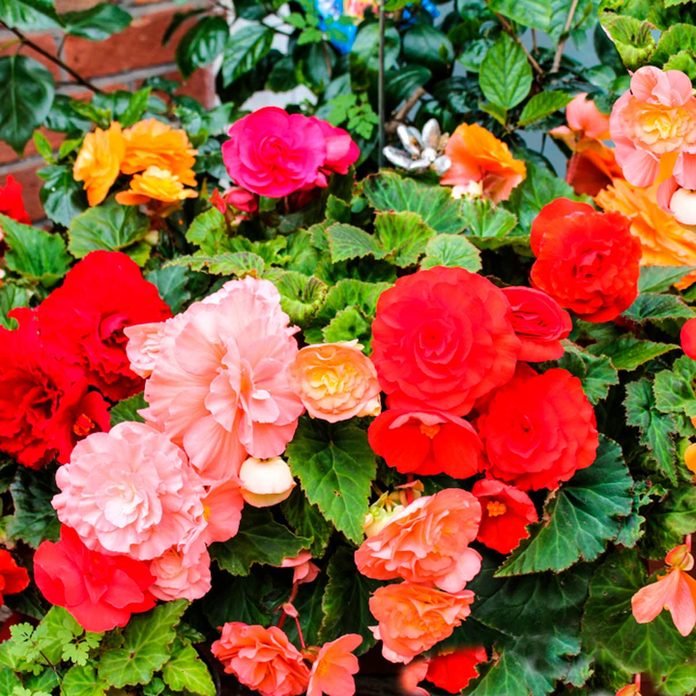 Begonia