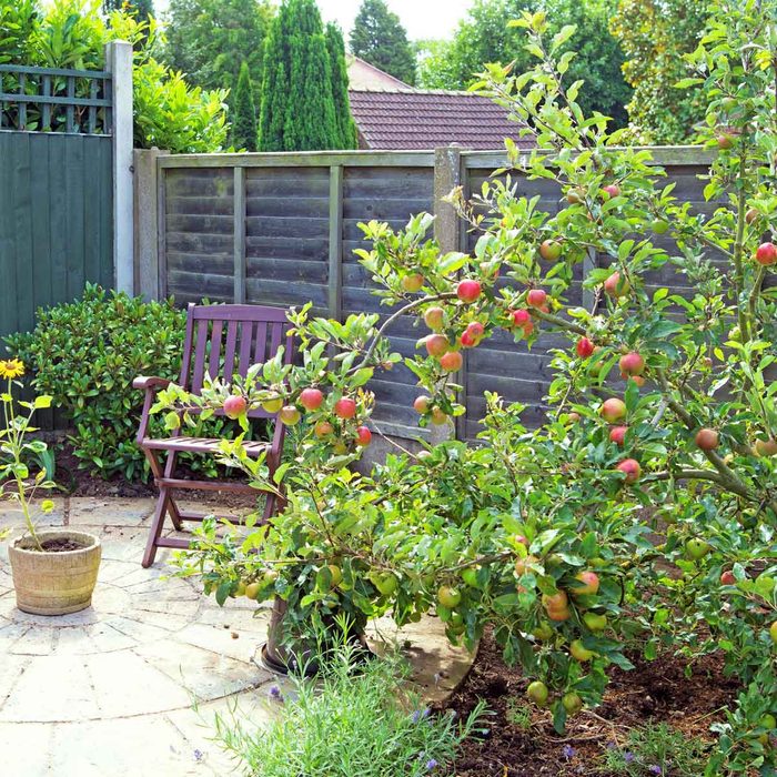 Apple Tree