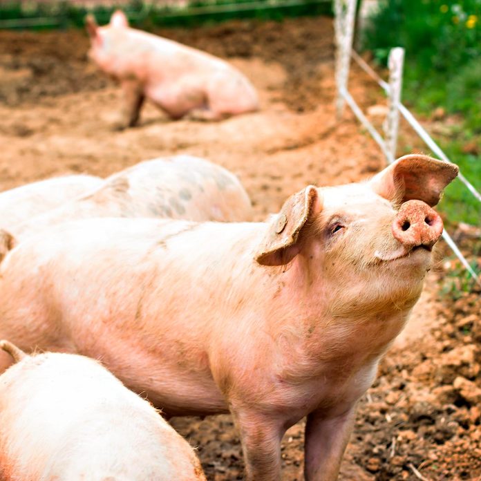 pig