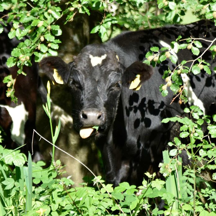 cow