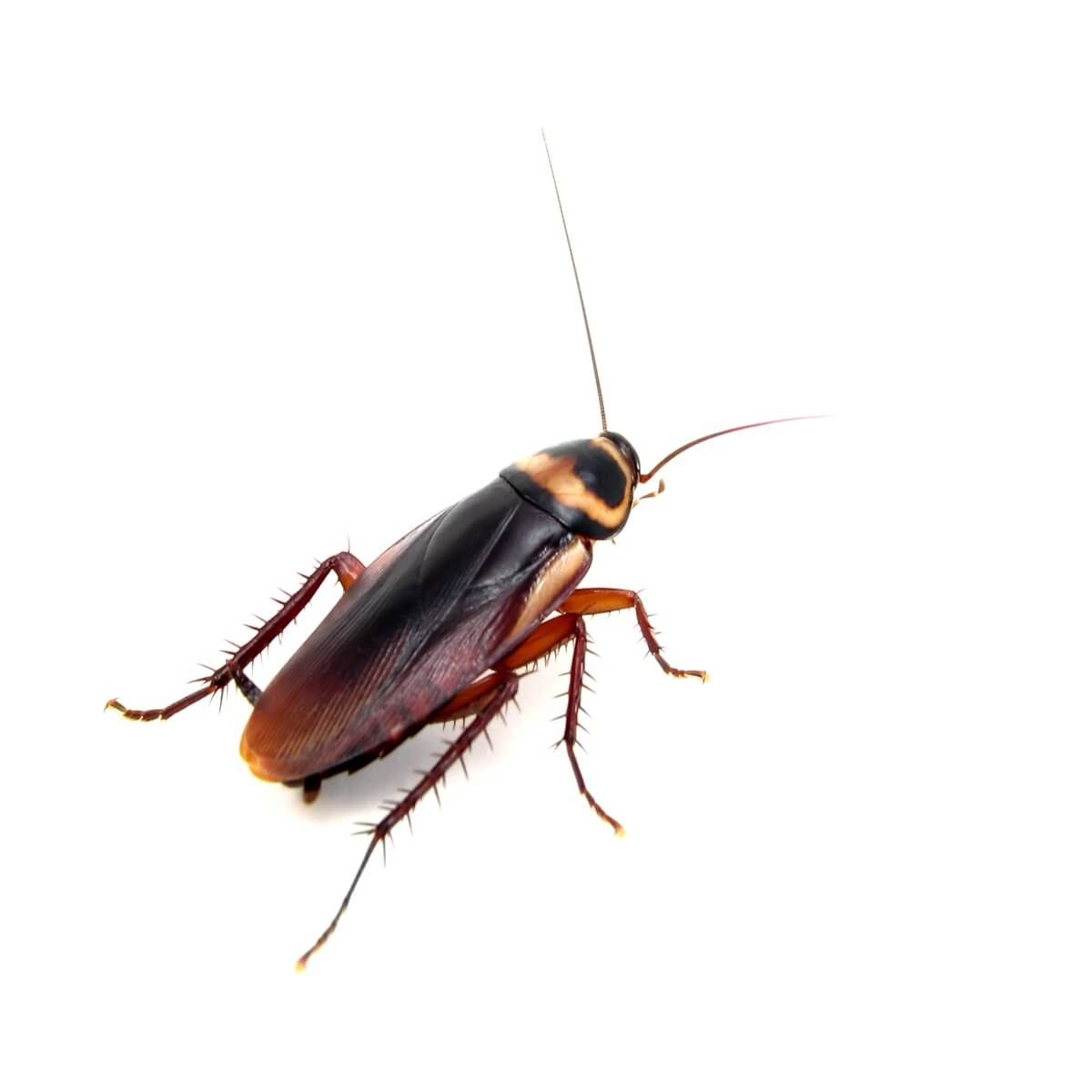 A cockroach is crawling on a smooth, white surface, displaying its elongated body and long antennae, with legs extended outward.