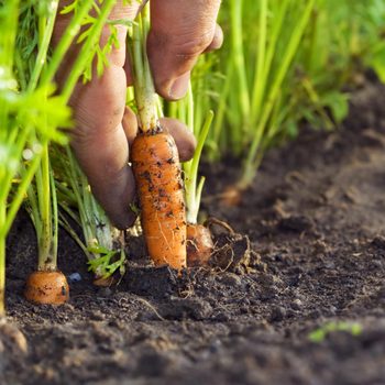 A hand grips a carrot, pulling it from dark soil, surrounded by lush green foliage in a garden environment.