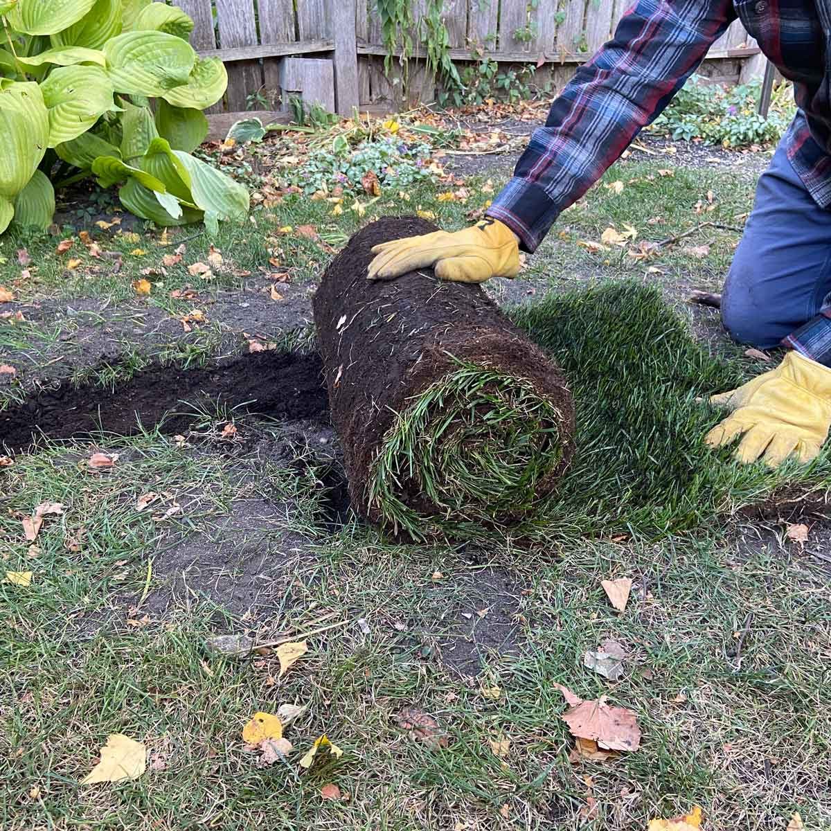 Cover with sod