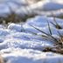 How to Take Care of Winter Weeds
