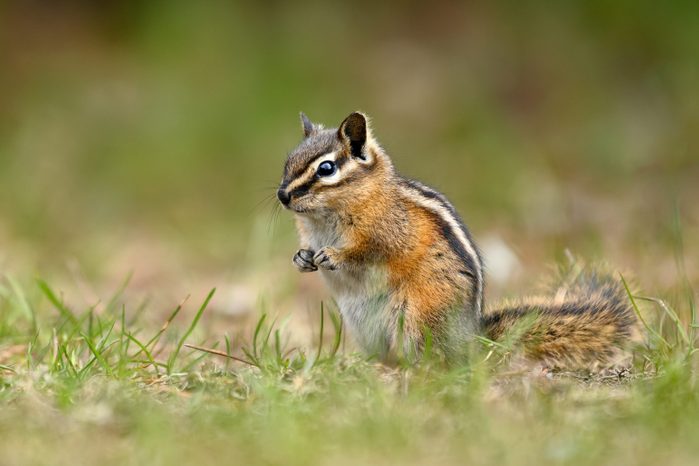 A cute and playful chipmunk running, jumping, sitting and eating on an old tree trunk in E.C. Manning Park, British Columbia