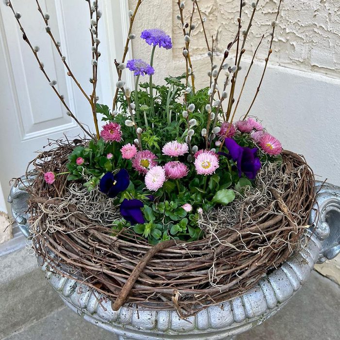 Bird Nest