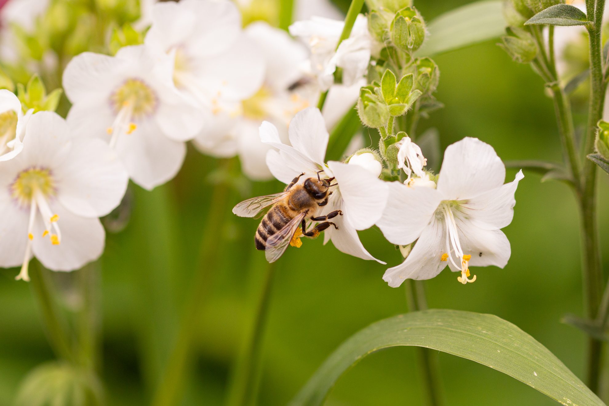 Neonicotinoids on My Seeds and Plants: How Dangerous Are They?
