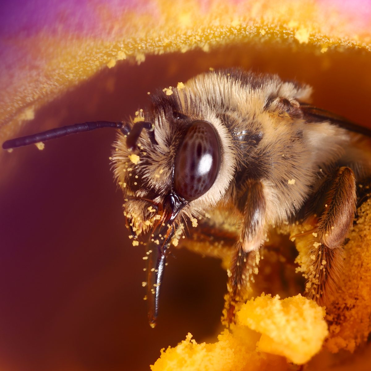 Female Long Horned Bee In A Royal Trumpet Vine