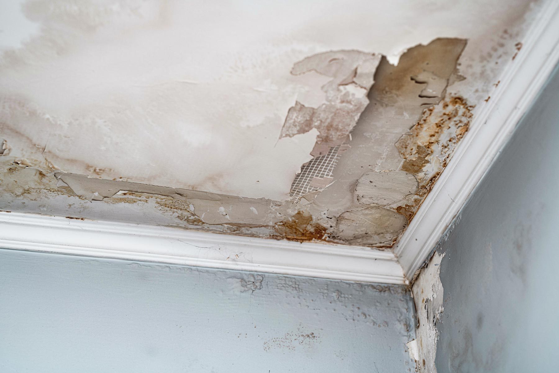 Is That Mold Your Are Smelling In Your House