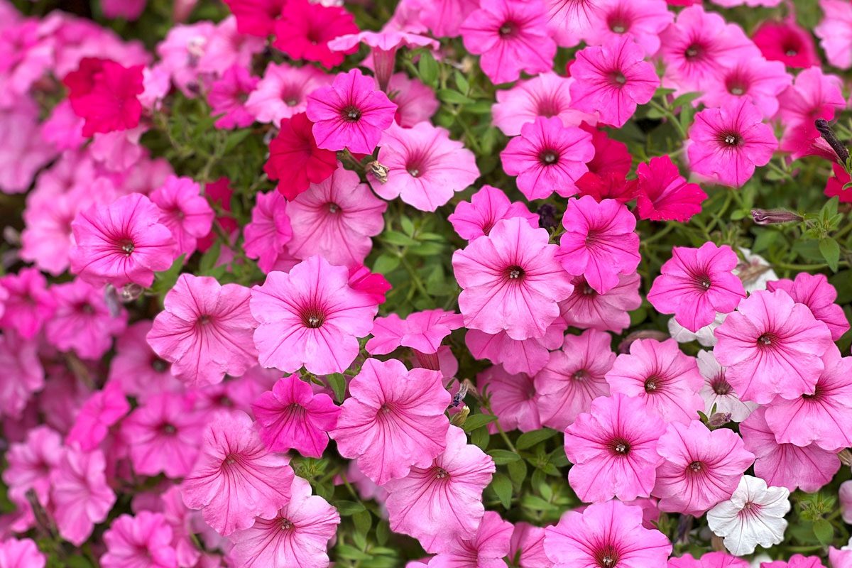 Here Are the 11 Best New Flowers for Your 2025 Garden